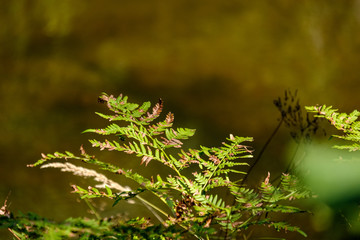grass bents abstract nature texture with blur background