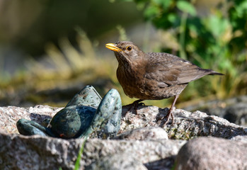 Close-up of Curious Blackbird 