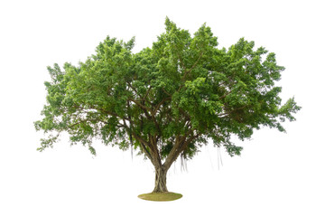 Fototapeta na wymiar Banyan tree or banian ( Ficus benghalensis) isolated on white background