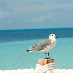 Seabird with blue ocean background