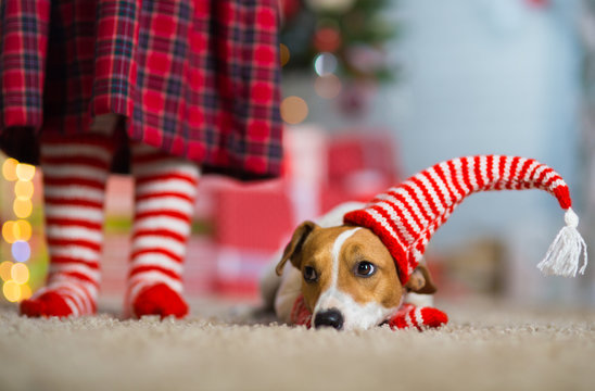 Dog Jack Russell Terrier And Legs Of A Little Girl In Red White Striped Socks Celebrating Christmas At Home By The New Year Tree