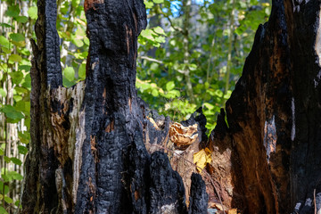 dry wood. tree trunk stomp textured pattern abstract texture