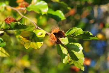 empty cupule of a beechnut