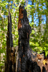 dry wood. tree trunk stomp textured pattern abstract texture