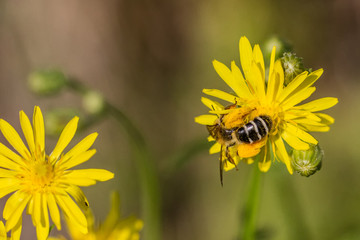Bienen