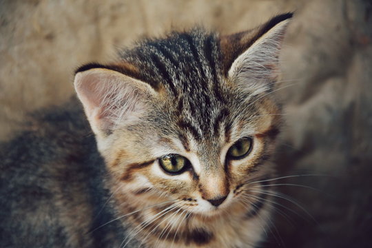 Close up portrait of homeless little kitten outdoors.
