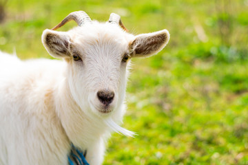 Obraz premium Close up portrait of a white goat in the green field. Space for text. Earth day. Goat in the village.