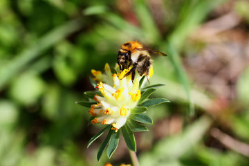 Bienen