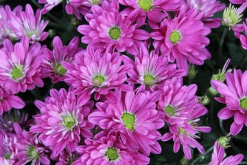 PURPLE & GREEN CHRYSANTHEMUMS