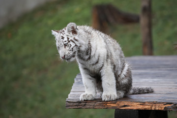 Weißer Tiger 