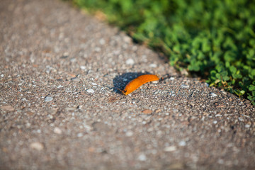 Bright orange snail without shell called Arion rufus, European Red Slug on asphalt road near grass. Closeup look.