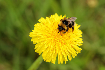 Bienen