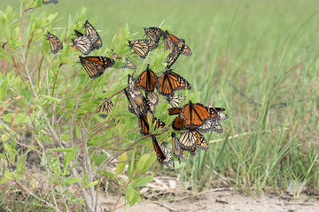 Monarch butterfly (Danaus plexippus). Butterflies rest during a trip to wintering grounds. Texas...