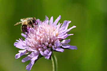 Bienen