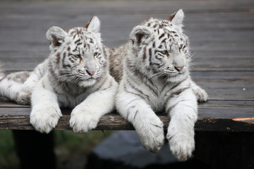 2 kleine weiße Tiger "Panthera tigris tigris"