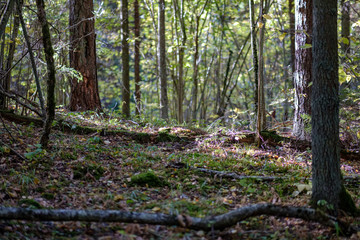 forest details in late autumn at countryside
