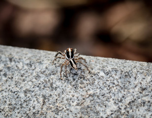 Oxyopes salticus, Spinne auf Granit