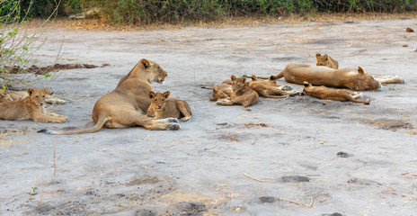 Naklejka na ściany i meble Löwenfamilie mit vielen Jungtieren im Chobe Nationalpark, Botswana