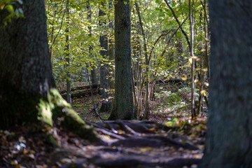 forest details in late autumn at countryside