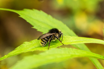 Naklejka premium Bienen