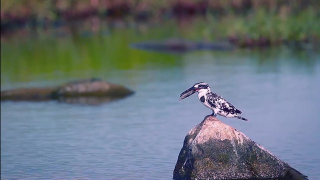 Pied kingfisher eating a fish in Arugam bay nature reserve, Sri Lanka  - specie Ceryle rudis family of Alcedinidae