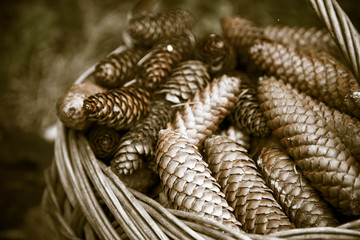 Basket full of spruce cones