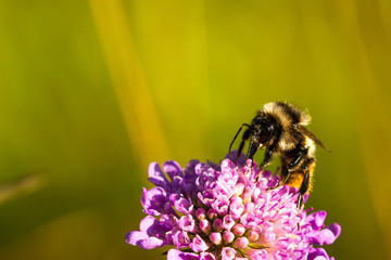 Bienen