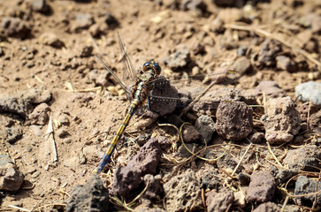 Libelle, Kleinlibelle, Prachtlibelle, Odonata, Odonatoptera, Insekten 