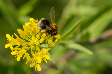 Bienen