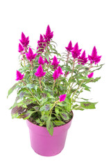Naklejka na ściany i meble Pink Purple Potted Plant