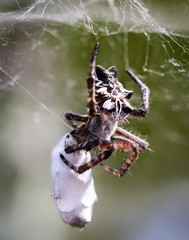 Cyrtophora citricola - Opuntienspinne mit Beute im Netz