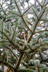 Pine tree with remains of  a cone on a branch