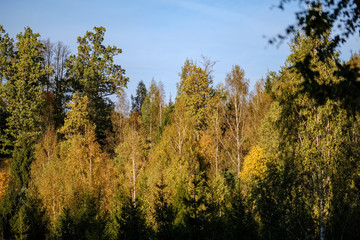 Fototapeta premium forest details in late autumn at countryside