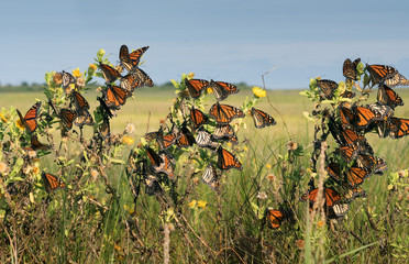Naklejka premium Monarch butterfly (Danaus plexippus). Wiele motyli podczas podróży do zimowisk. Texas Gulf Coast.