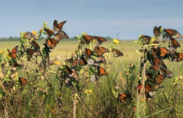 Papier Peint photo Papillon Monarch butterfly (Danaus plexippus).Many butterflies while traveling to wintering grounds. Texas Gulf Coast.