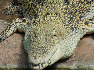 Fototapeta premium Alligator von vorne mit teilweise geöffnetem Maul 