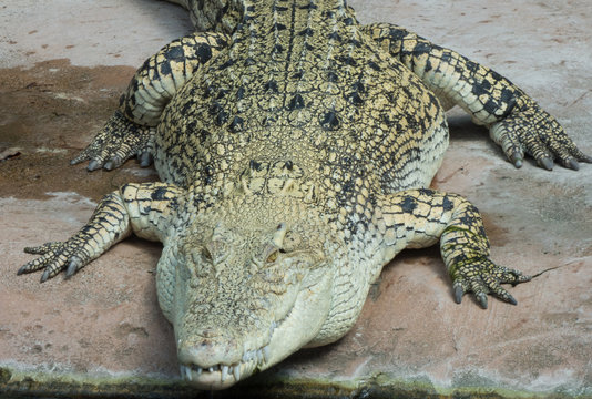 Alligator von vorne mit teilweise geöffnetem Maul 