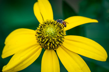 A honey bee on a yellow flower