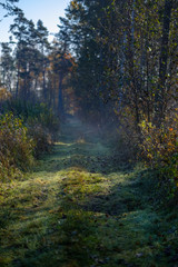 forest details in late autumn at countryside