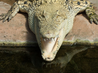 Alligator von vorne mit teilweise geöffnetem Maul 