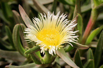 Detail eines Kaktus, Pflanze, Blüte, Natur