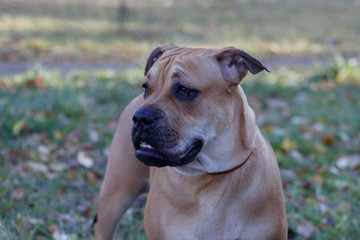 Ca de bou puppy is standing on a autumn meadow. Majorca mastiff or majorcan bulldog. Pet animals.