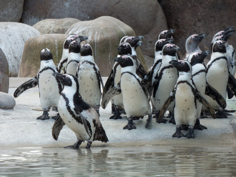 Eine Schar von Pinguinen vor der Fütterung