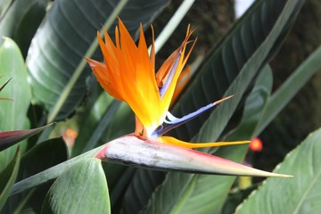 BIRD OF PARADISE BLOOMS