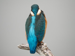 Common kingfisher or Alcedo atthis on a branch