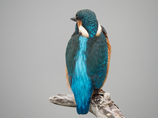 Common kingfisher or Alcedo atthis on a branch