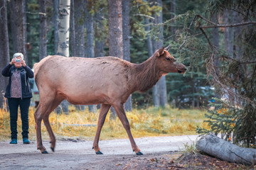 A female elk during the rut season in Jasper National Park, Alberta, Canada