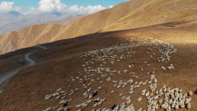 A flock of sheep grazing in the mountains 4K Drone