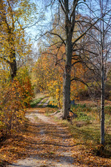 Fototapeta na wymiar empty country road in autumn covered in yellow leaves