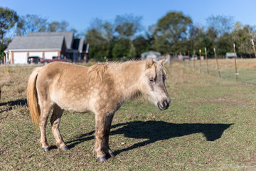 Tired pony at rest in pasture with green trees